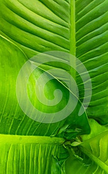 DieffenbachiaÂ sp. Dieffenbachia Big green leaves, leaf patterns, green leaf texture details